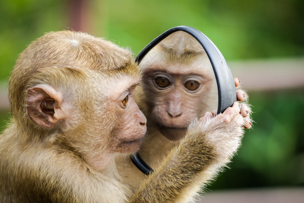 monkey with a pig kidney survives for two years
